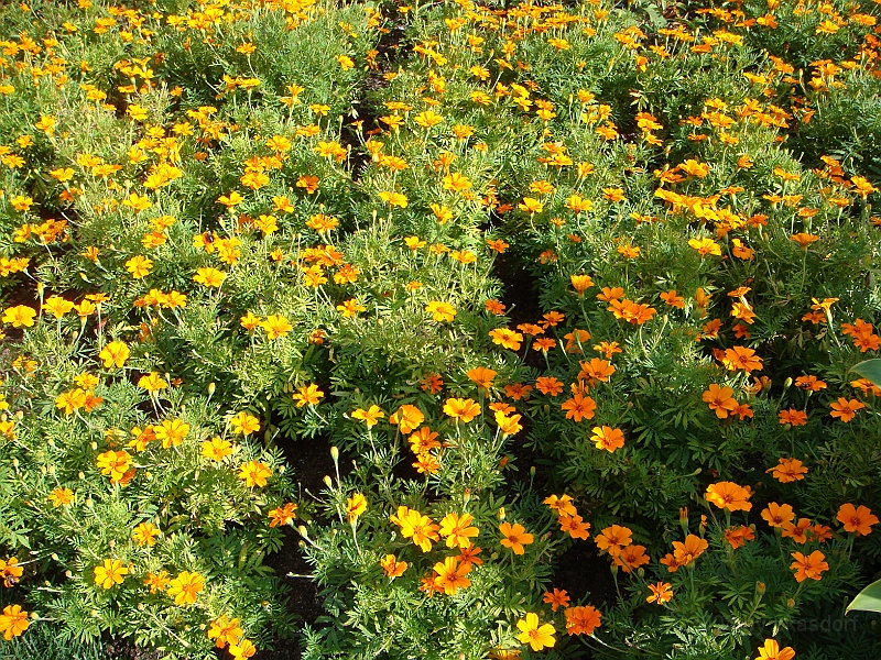 205 Longwood Gardens [2008 August 23].JPG - Longwood Gardens in Pennsylvania